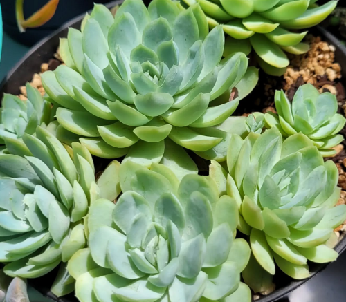 Echeveria Elegans