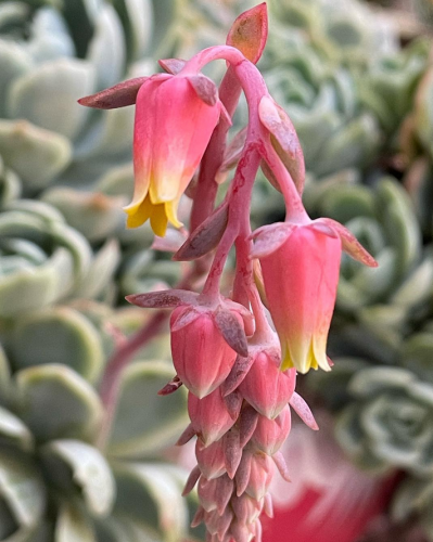 Echeveria Elegans