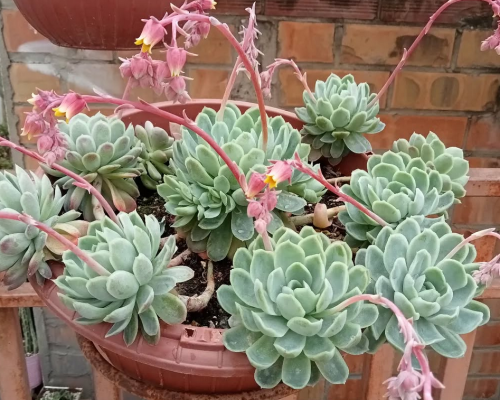 Echeveria Elegans