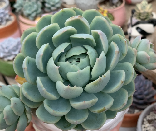 Echeveria Elegans