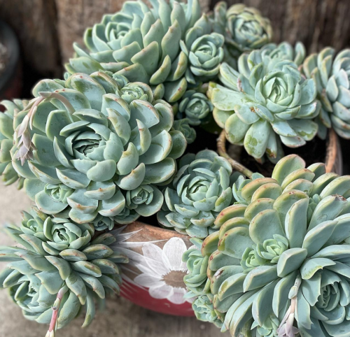 Elegans, echeveria