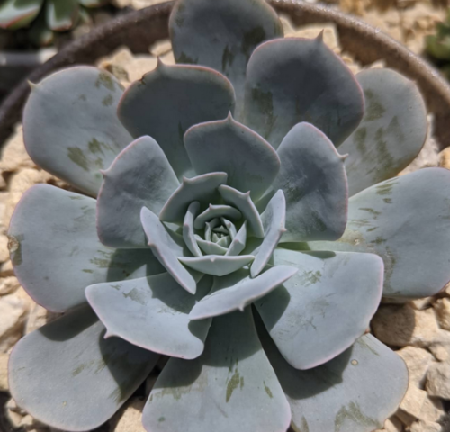 Runyonii, echeveria