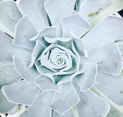 Echeveria Runyonii