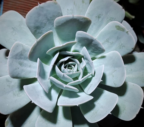 Echeveria Runyonii