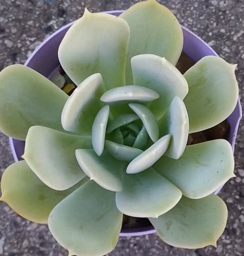 Echeveria Runyonii