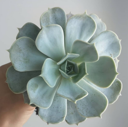 Echeveria Runyonii