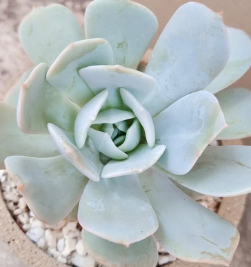 Echeveria Runyonii