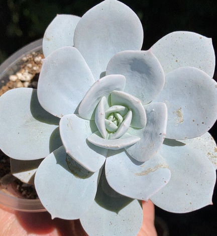 Echeveria Runyonii