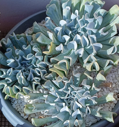 Echeveria Topsy Turvy
