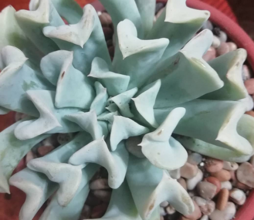 Echeveria Topsy Turvy