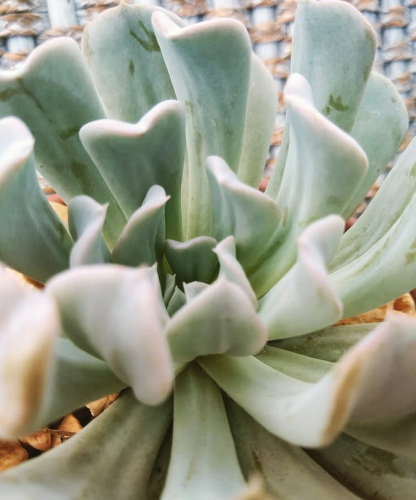 Echeveria Topsy Turvy
