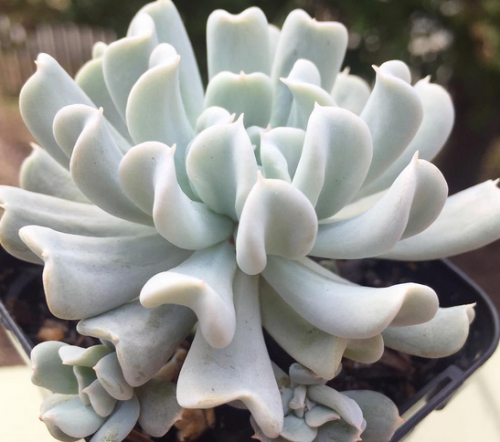 Echeveria Topsy Turvy