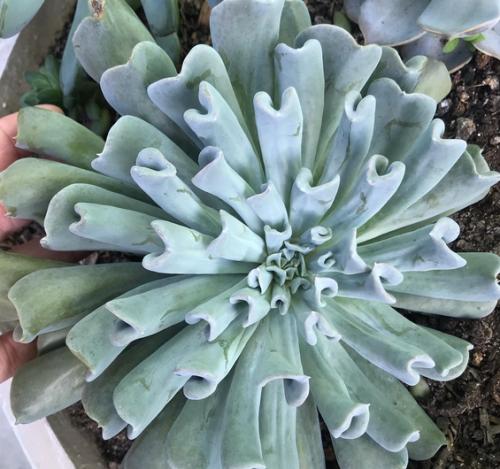 Echeveria Topsy Turvy
