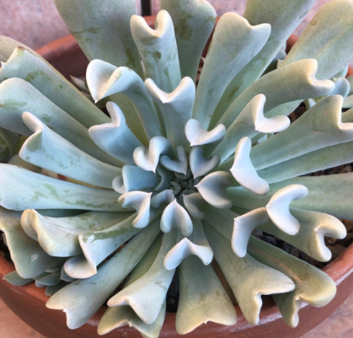 Echeveria Topsy Turvy