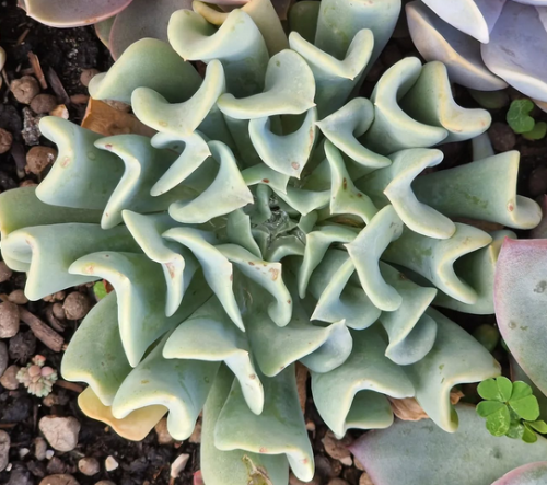 Echeveria Topsy Turvy
