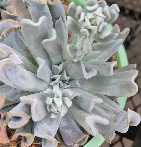 Topsy Turvy, echeveria