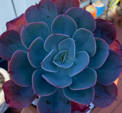 Echeveria Blue Sky