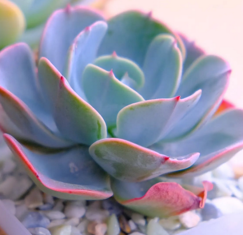 Echeveria Blue Sky