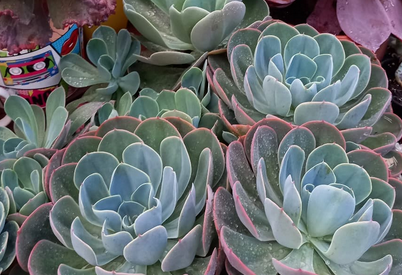 Echeveria Blue Sky