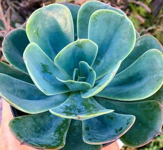 Echeveria Blue Sky