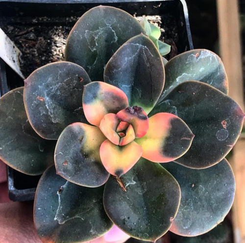 Echeveria Chroma