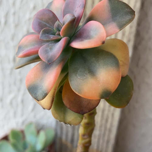 Chroma, echeveria