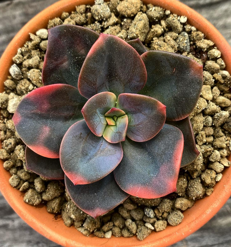 Echeveria Chroma