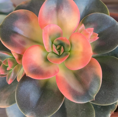 Echeveria Chroma