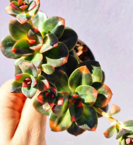 Echeveria Chroma