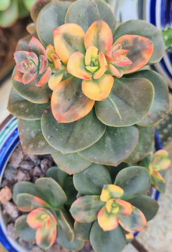 Echeveria Chroma