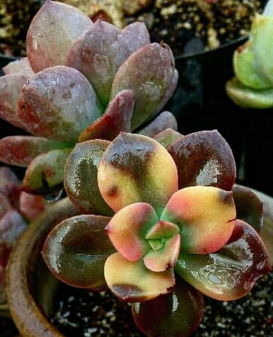 Echeveria Chroma