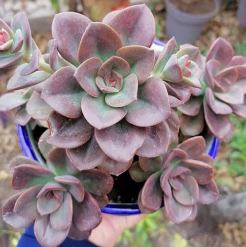 Echeveria Chroma