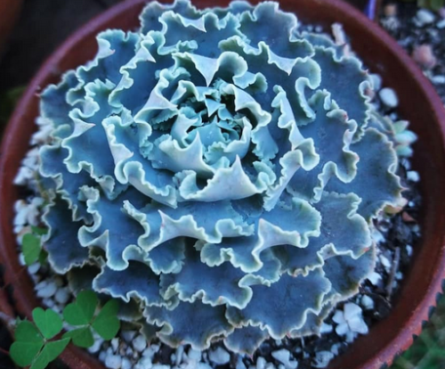 Echeveria Shaviana