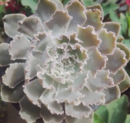 Echeveria Shaviana