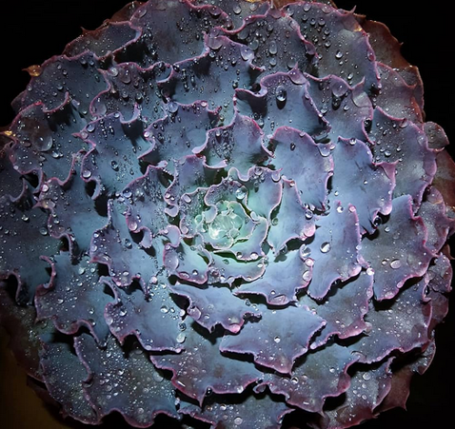 Echeveria Shaviana