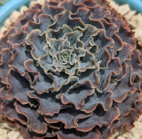 Echeveria Shaviana