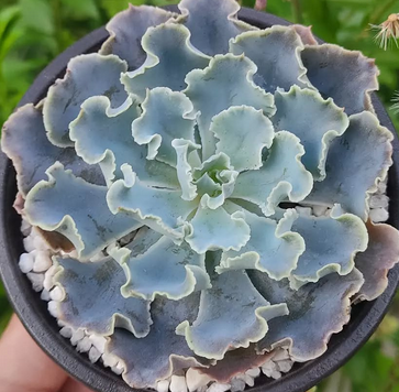 Echeveria Shaviana