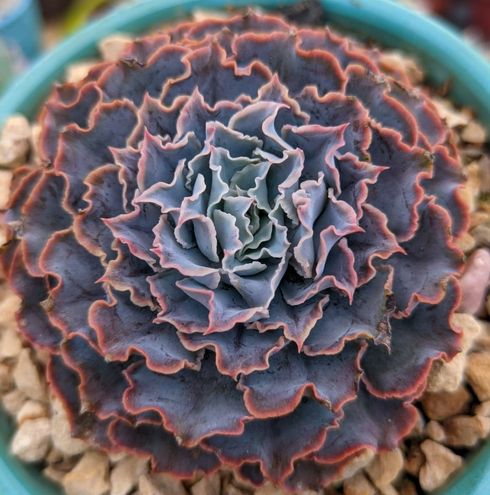 Echeveria Shaviana