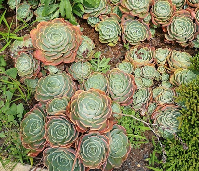 Echeveria Imbricata