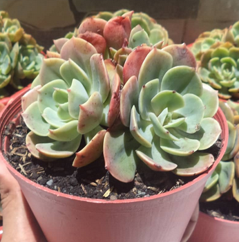 Echeveria Imbricata