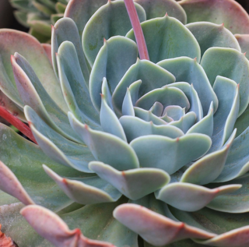 Imbricata, echeveria