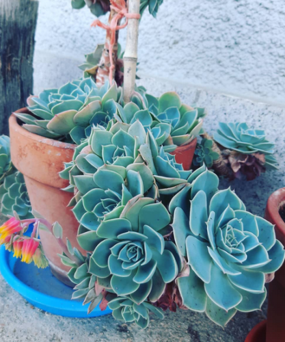 Echeveria Imbricata