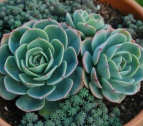 Echeveria Imbricata