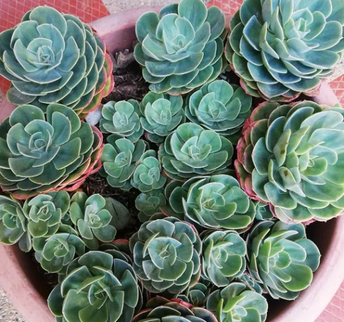 Echeveria Imbricata