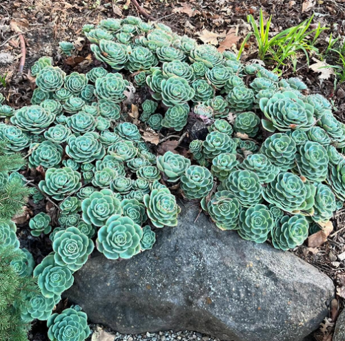 Echeveria Imbricata
