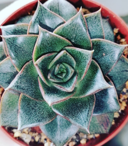 Purpusorum, echeveria