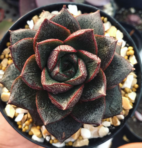 Echeveria Purpusorum