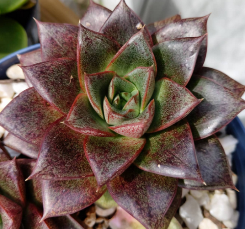 Echeveria Purpusorum