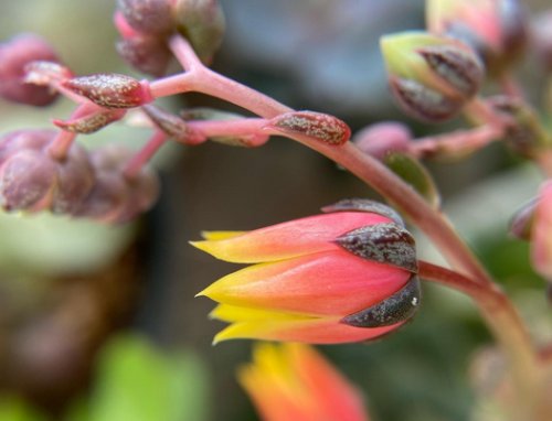 Echeveria Purpusorum