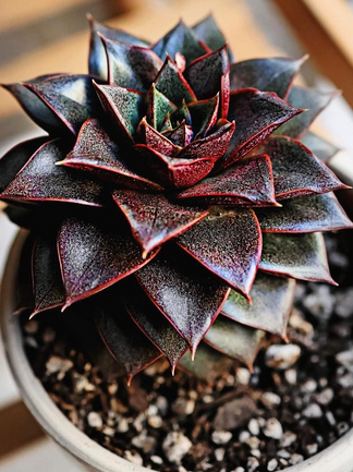 Echeveria Purpusorum